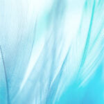 Covana Evolution Covers